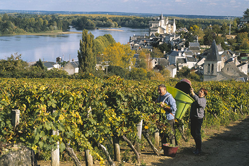 Wine harvest in Anjou